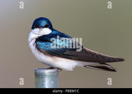 Hirondelle bicolore (Tachycineta bicolor) sur le tuyau de métal Banque D'Images