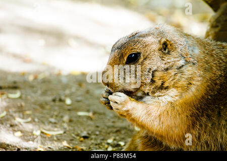 Vue de profil d'un ground hog avec les mains près de la bouche de manger Banque D'Images