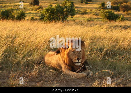 Lion mâle pendant le lever du Masai Mara, Kenya Banque D'Images