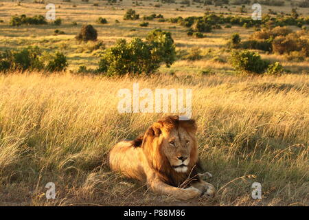 Lion mâle pendant le lever du Masai Mara, Kenya Banque D'Images