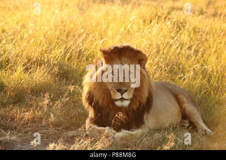 Lion mâle pendant le lever du Masai Mara, Kenya Banque D'Images