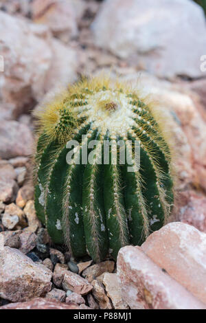Pardoria schumanniana cactus unique avec des pierres close up Banque D'Images