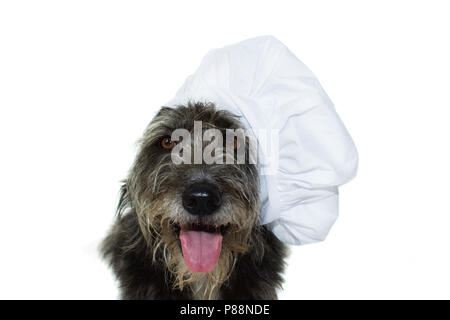 Et GROS CHIEN NOIR AVEC LE CHEF HAT ISOLÉ SUR FOND BLANC. STUDIO SHOT. Banque D'Images