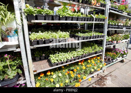 Les plateaux de plantes à massifs pour la vente à l'extérieur une petite fleuriste dans une petite ville angleterre uk Banque D'Images