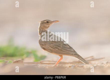 Galerida cristata Crested Lark (pallida) dans les steppes espagnoles Banque D'Images