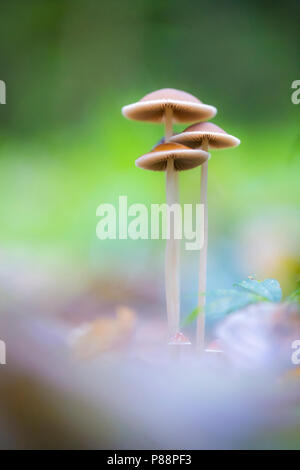 Langsteelfranjehoed Brittlestem conique, mushroom Banque D'Images