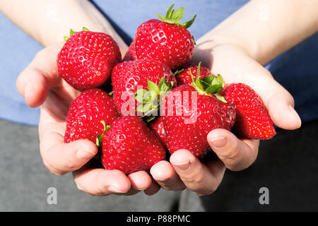 Female hands holding fresh strawberries Banque D'Images