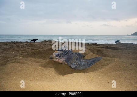 Lederschildpad op strand van de Trinidad ; Tortue luth (Dermochelys coriacea), sur une plage de la Trinité Banque D'Images