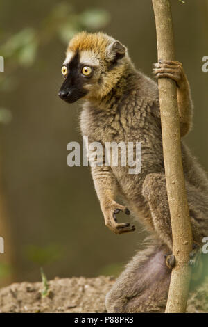 Bruine, Maki Lemur brun commun Banque D'Images