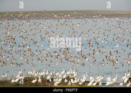 Groupe de spatules en la région de Wadden, Groep lepelaars waddengebied in het Banque D'Images