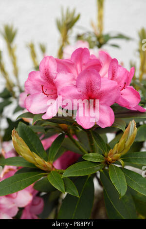 Fleurs roses de Rhododendron ornemental bush dans un jardin bien qu'ponticim Rhododendron est une espèce envahissante en Ecosse UK Banque D'Images