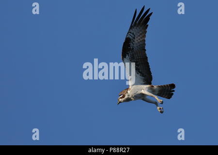 Osprey planant pendant la chasse au poisson Banque D'Images