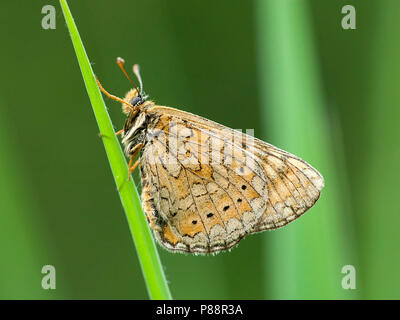 Moerasparelmoervlinder / Marsh fritillary (Euphydryas aurinia) Banque D'Images