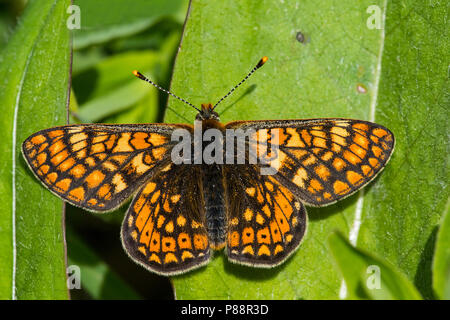 / Moerasparelmoervlinder Rustende reposant Marsh Fritillary Banque D'Images