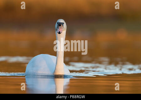 - Höckerschwan Cygne tuberculé - Cygnus olor, Ecosse, adulte de sexe féminin Banque D'Images