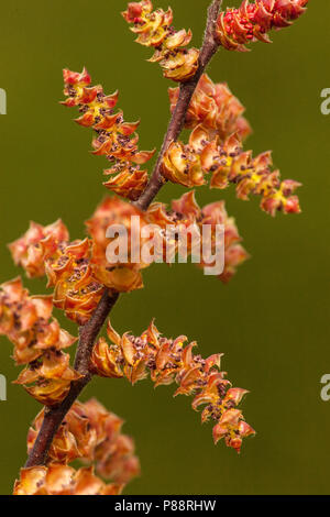 Wilde gagel, Bog-myrtle Banque D'Images