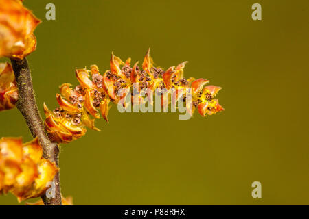 Wilde gagel, Bog-myrtle Banque D'Images