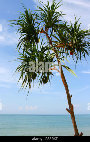 Pandanus Banque D'Images