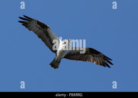 Osprey planant pendant la chasse au poisson Banque D'Images