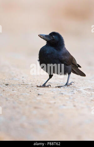 New Caledonian Crow (Corvus moneduloides), une espèce qui est capable d'utiliser l'outil. Banque D'Images