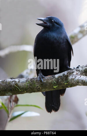 New Caledonian Crow (Corvus moneduloides), une espèce qui est capable d'utiliser l'outil. Banque D'Images