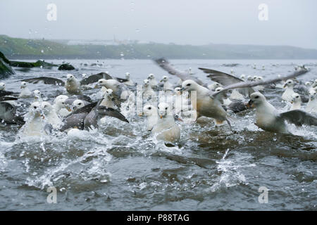 Rassemblement des Fulmars boréaux - Eissturmvogel - (Fulmarus glacialis) ssp. audubonii, Islande, adultes Banque D'Images