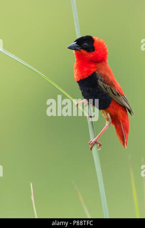 Northern Red Bishop (Euplectes franciscanus) plumage en été Banque D'Images