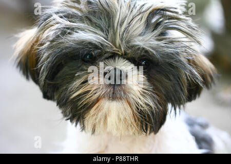 Close-up portrait of a smiling havanese puppy dog Banque D'Images