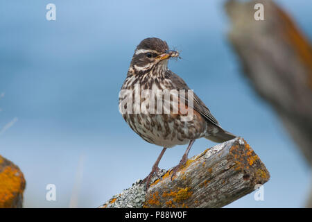 Redwing, Koperwiek Turdus iliacus, ssp. coburni, Islande, des profils Banque D'Images