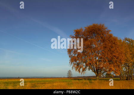 Hoogveen dans Diepholz Duitsland ; tourbe moor dans Diepholz Allemagne Banque D'Images