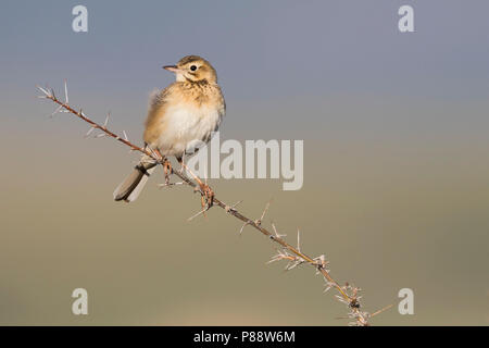 Richard de Sprague - Spornpieper - Anthus richardi ssp. richardi, Russie, des profils Banque D'Images