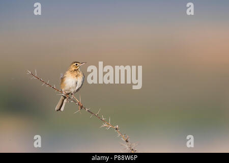 Richard de Sprague - Spornpieper - Anthus richardi ssp. richardi, Russie, des profils Banque D'Images