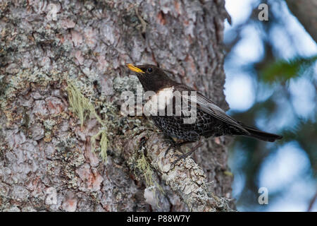 Ring Ouzel Ringdrossel - - Turdus torquatus ssp. alpestris, l'Autriche, l'homme adulte Banque D'Images