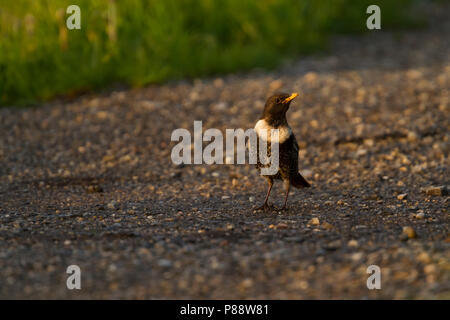 Ring Ouzel, Beflijster, Turdus torquatus ssp. alpestris, l'Autriche, l'homme adulte Banque D'Images