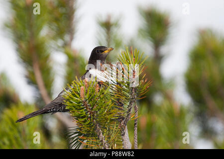 Ring Ouzel, Beflijster, Turdus torquatus ssp. alpestris, Autriche mâles adultes. Banque D'Images