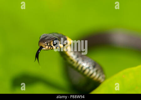 Ringslang, herbe européenne, Snak Natrix natrix Banque D'Images