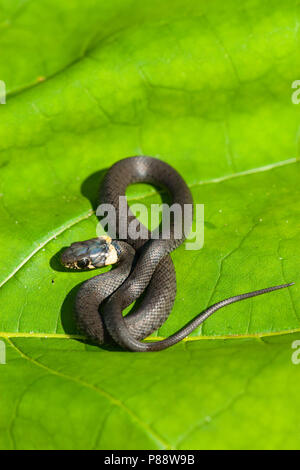 Ringslang, herbe européenne, Snak Natrix natrix Banque D'Images