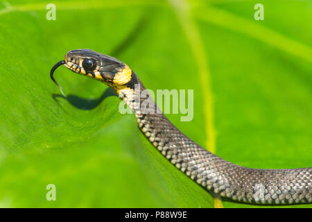 Ringslang, herbe européenne, Snak Natrix natrix Banque D'Images