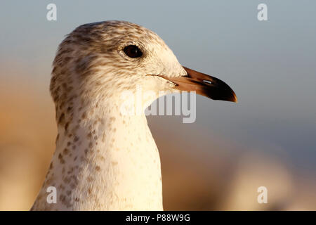 Ringsnavelmeeuw ; ring-billed Gull ; Banque D'Images