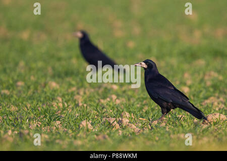 Tour - Saatkrähe - Corvus frugilegus ssp. frugilegus, Allemagne, des profils Banque D'Images