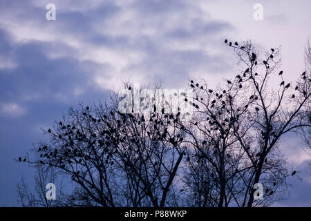 Tour - Saatkrähe - Corvus frugilegus ssp. frugilegus, Allemagne, roost Banque D'Images