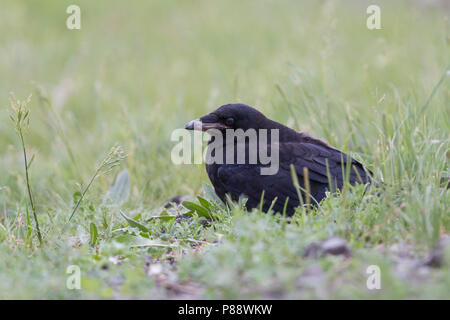 Tour - Saatkrähe - Corvus frugilegus ssp. frugilegus, Allemagne, la Banque D'Images