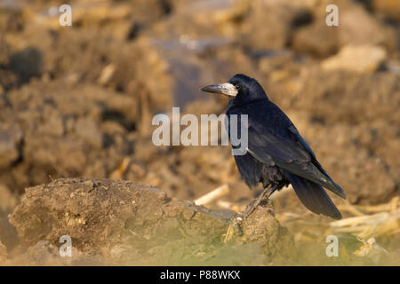 Tour - Saatkrähe - Corvus frugilegus ssp. frugilegus, Allemagne, des profils Banque D'Images