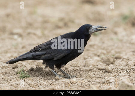 Tour - Saatkrähe - Corvus frugilegus ssp. frugilegus, Allemagne, des profils Banque D'Images