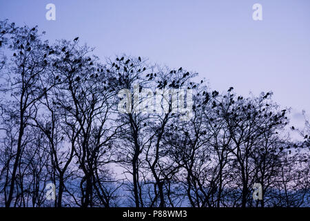 Tour - Saatkrähe - Corvus frugilegus ssp. frugilegus, Allemagne, roost Banque D'Images