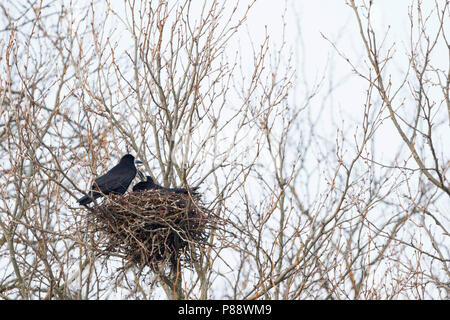 Tour - Saatkrähe - Corvus frugilegus ssp. frugilegus, Allemagne, des profils Banque D'Images