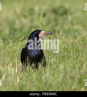 Tour - Saatkrähe - Corvus frugilegus ssp. frugilegus, Allemagne, des profils Banque D'Images