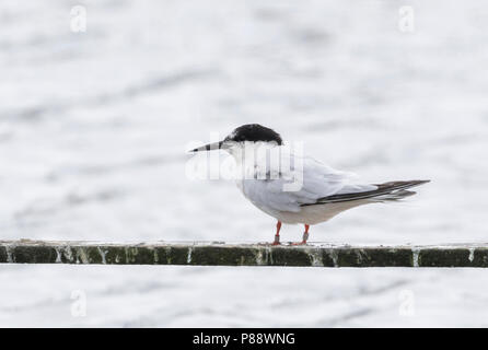 - Rosenseeschwalbe - Sterne de Dougall Sterna dougallii ssp. dougallii, l'Irlande, des profils Banque D'Images