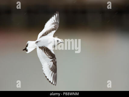 La Mouette rosée (Rhodostethia rosea) premier oiseau de l'hiver dans le port de Vlissingen. Vagrant rares à l'Europe de l'Ouest. Banque D'Images