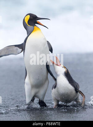 Manchot royal (Eudyptes schlegeli) combat avec King Pinguin sur îles Macquarie, Australie Banque D'Images